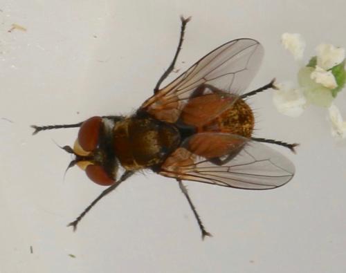 Clytiomya continua